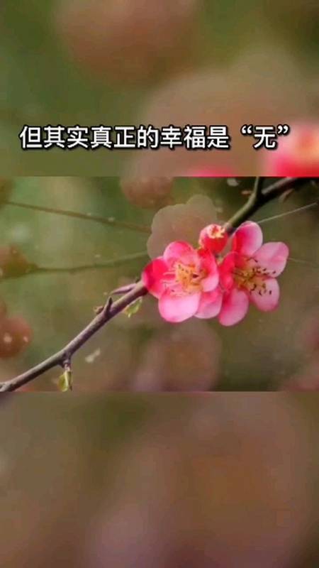 佛说:幸福是无忧,无虑,无病,无灾,洒脱自在,湖山观雨,月下徜徉.