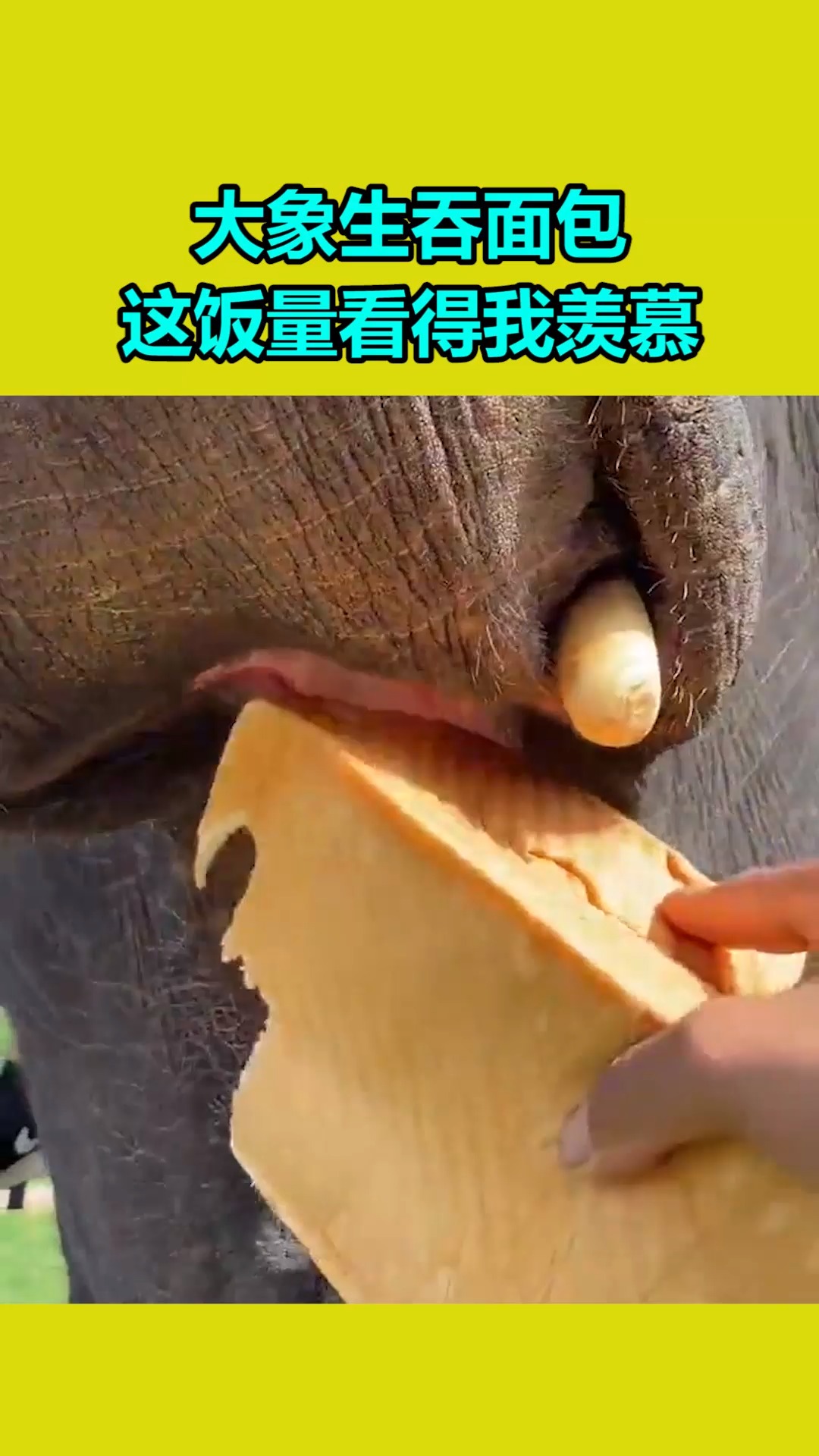 我要上热门#大象生吞面包,这饭量看得我羡慕!