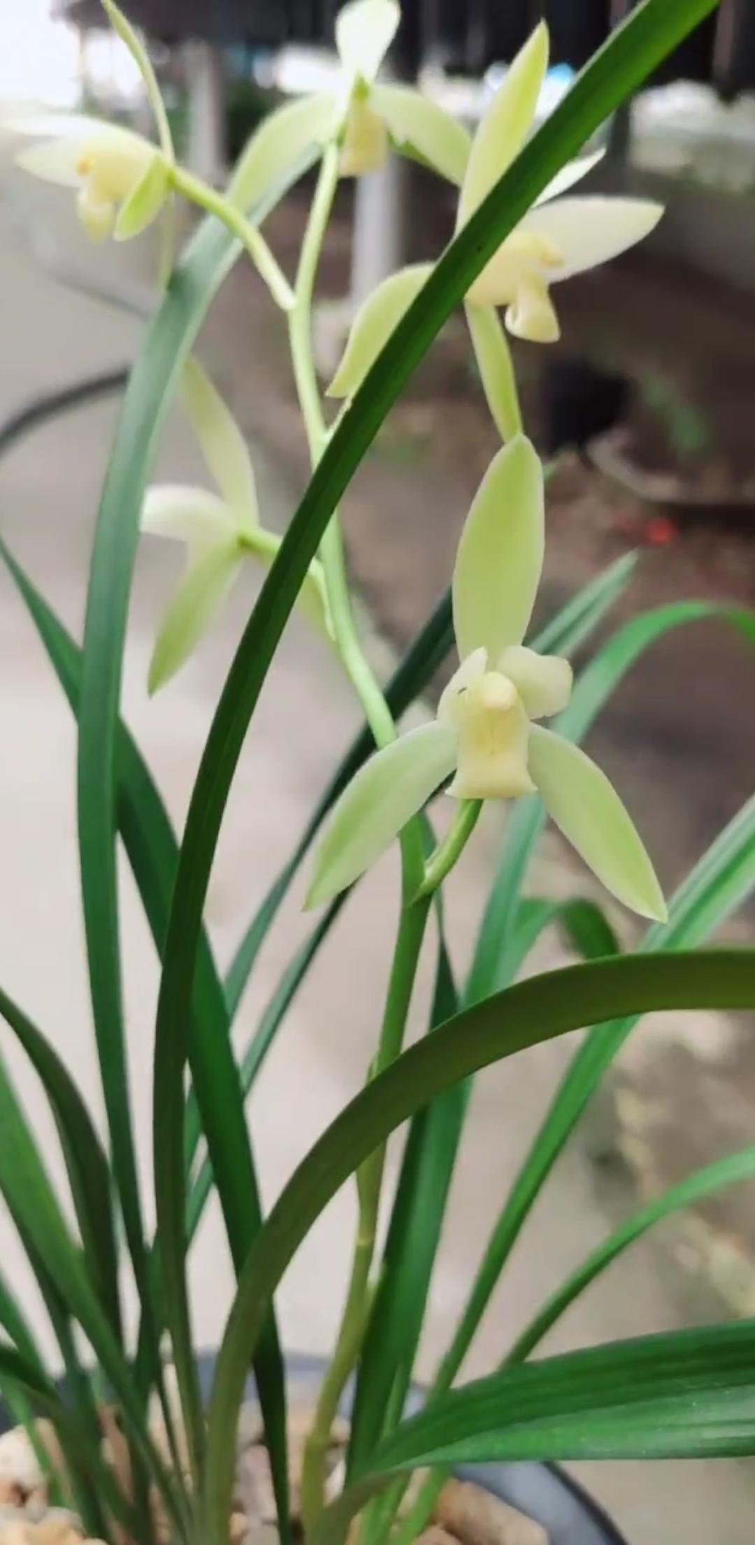 兰花#建兰 大凤素盛开中