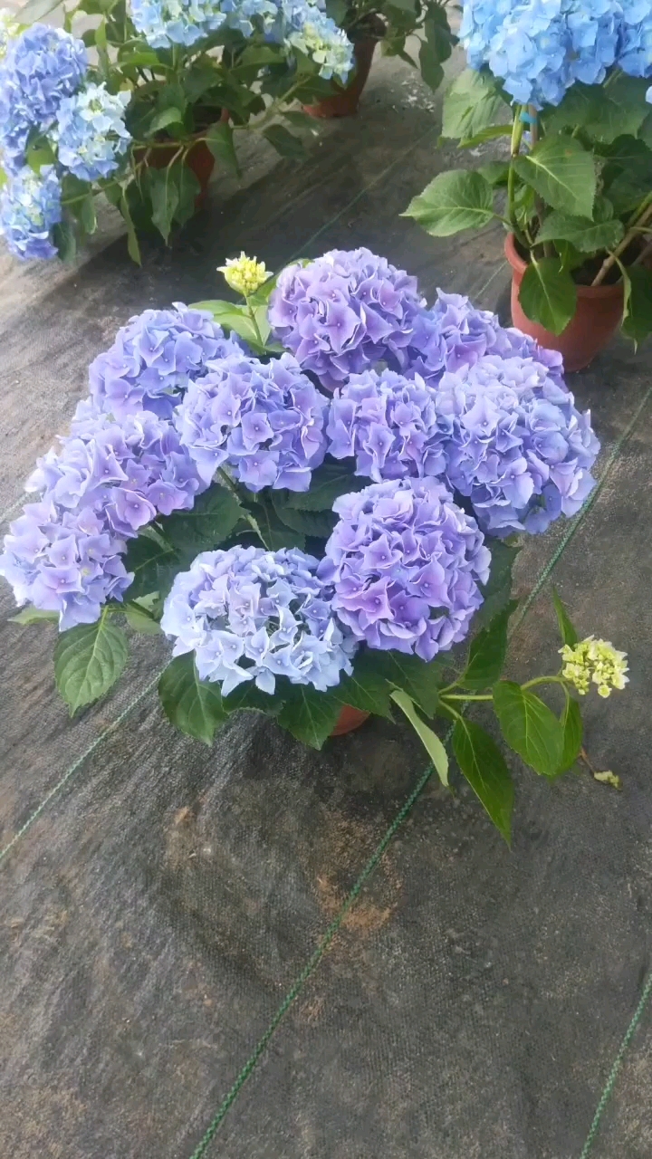 绣球早蓝,开的太美了!