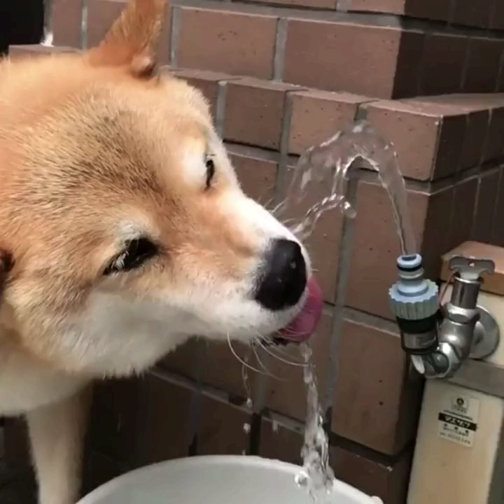 我家萌宠成精了#喝水微笑的柴犬,你喝的水一定也很条吧