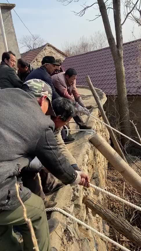 农村杀树你们见过吗老少爷们儿齐上阵,感叹60多年的老树就卖500元!