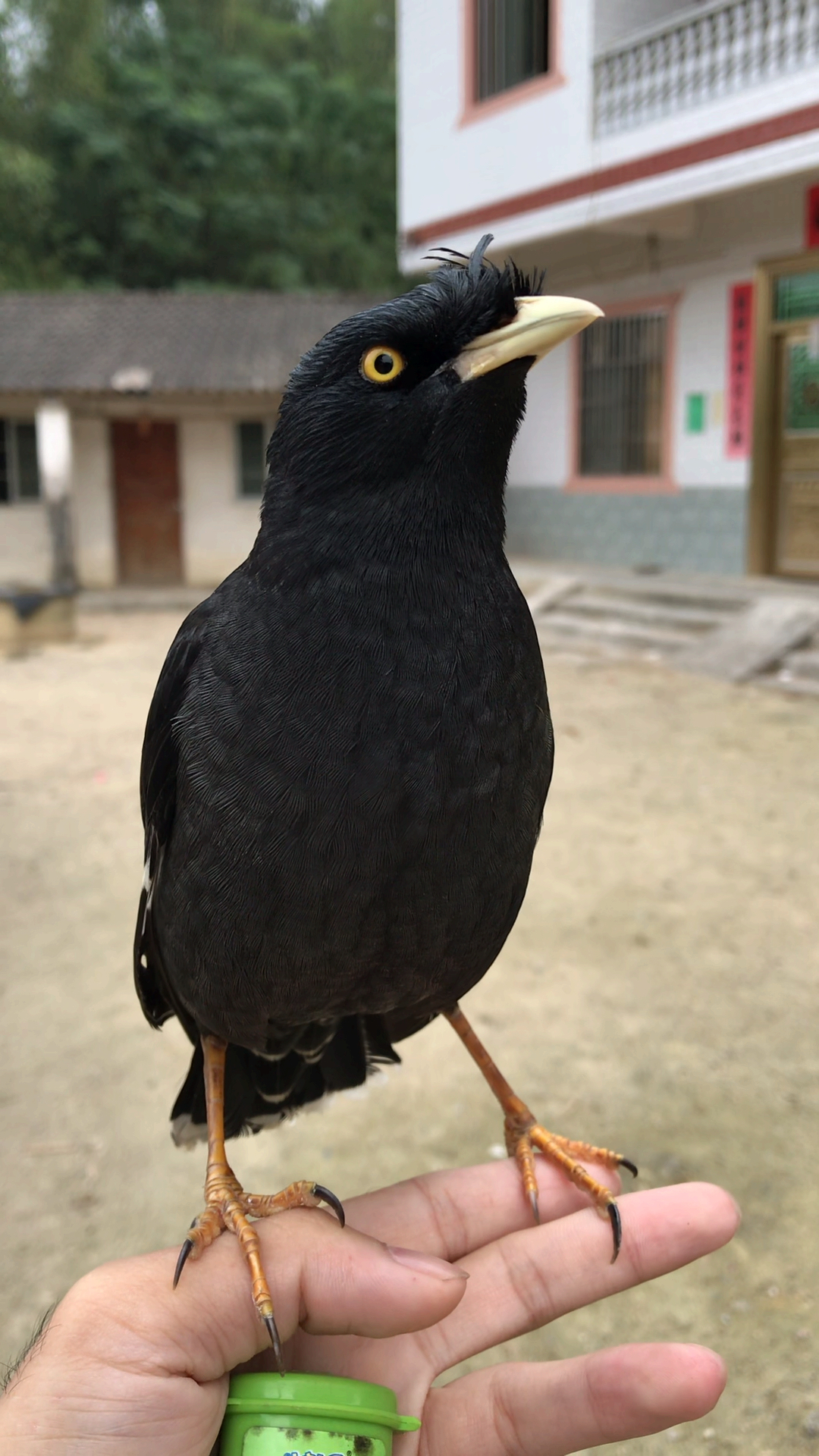 宠物最可爱的样子#八哥学说话看它眼睛变化就知道有没有在学