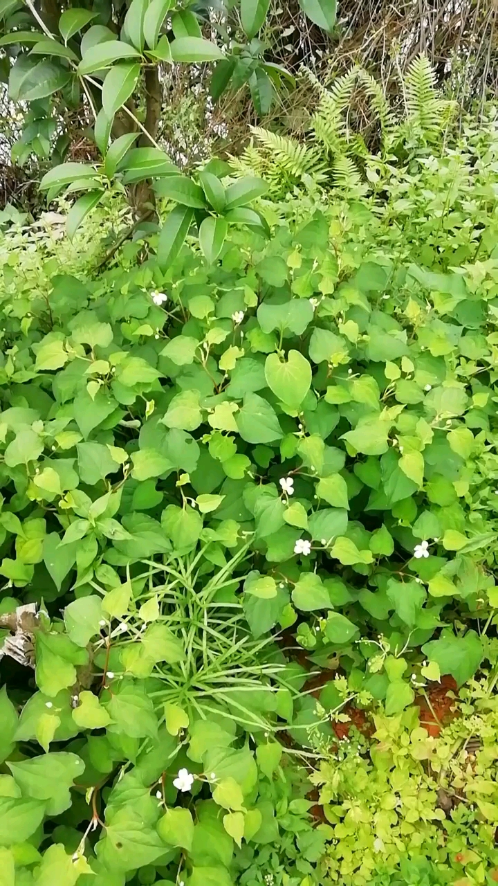 鱼腥草生长在什么地方图片