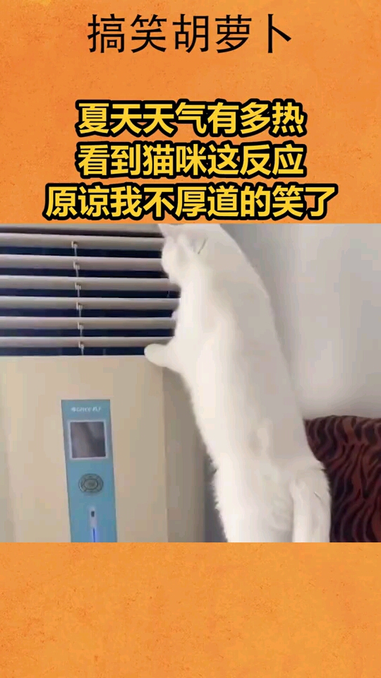 猫咪看了有反应的图片图片