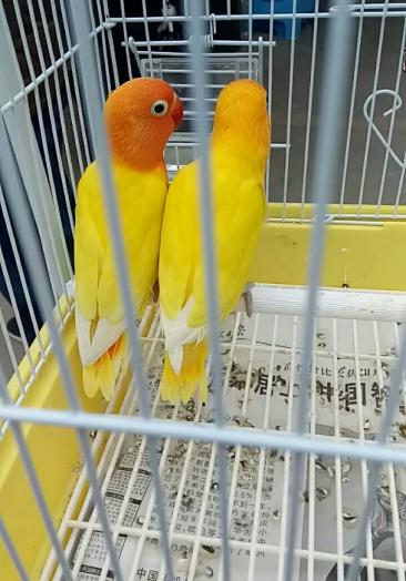 手输机201微3982948