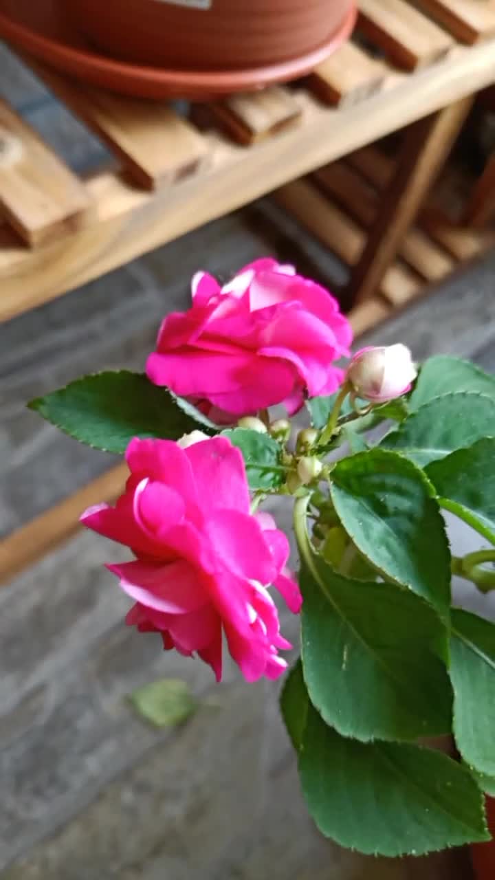 用的啥肥花养的这么好?