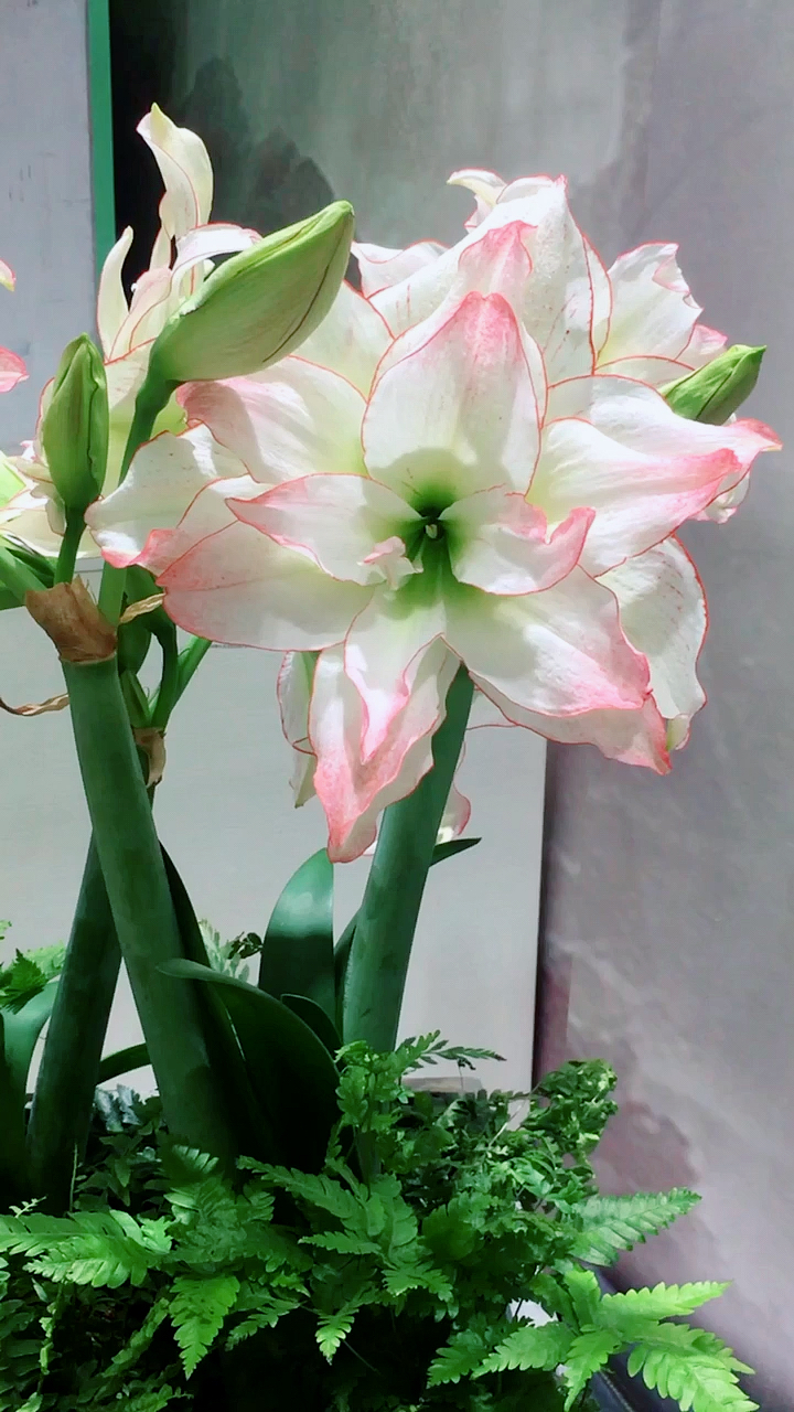 我的小花园#荷兰重瓣大花朱顶红～～爱神