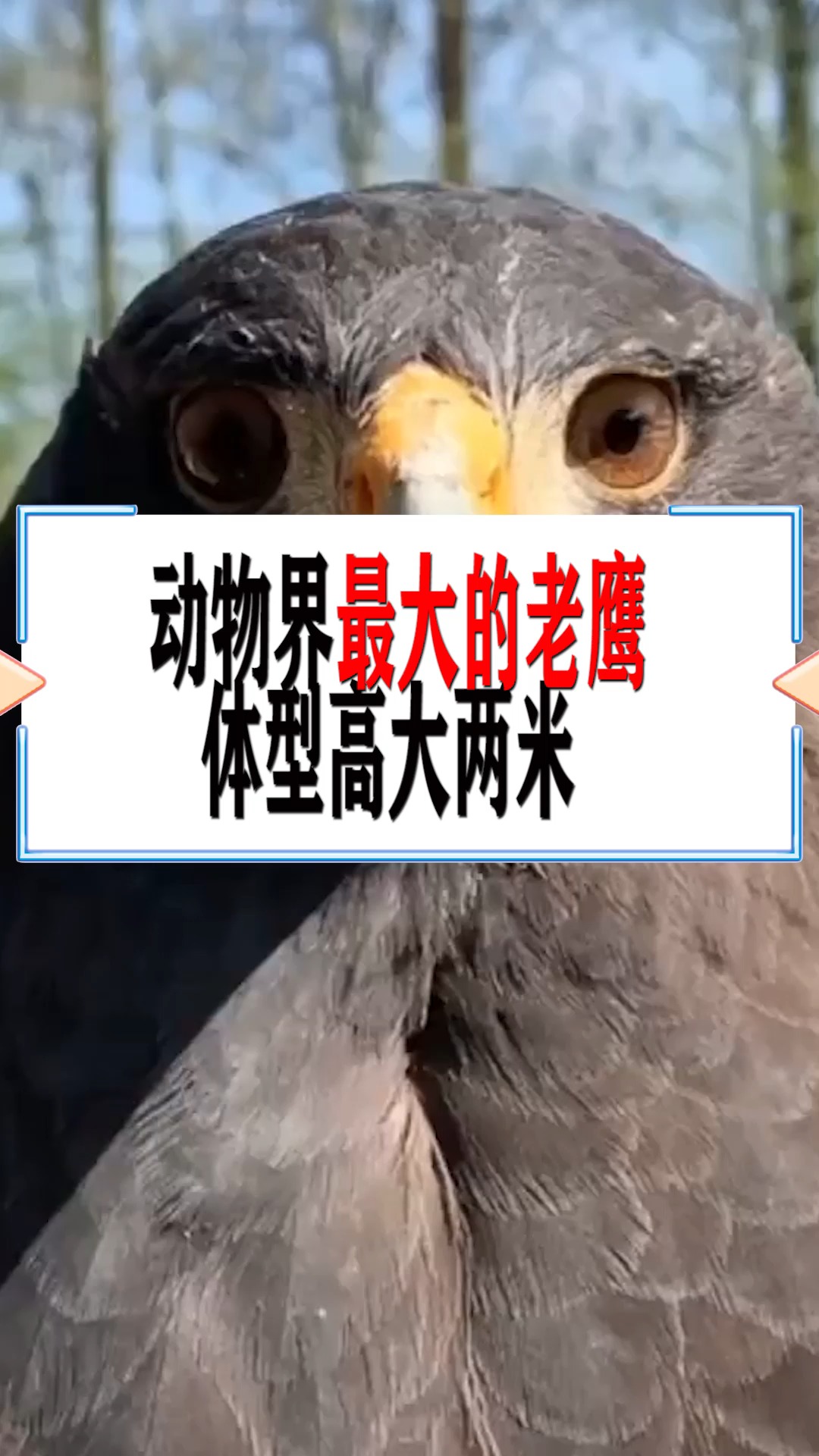 奇闻趣事抢先看#动物界最大的老鹰,体型高达两米,以狮子为生!