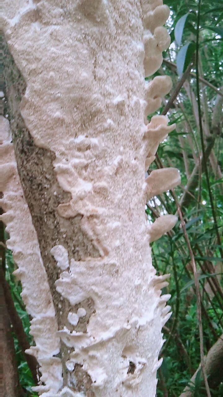 这棵枯树浑身长满了白色的菌花!-度小视