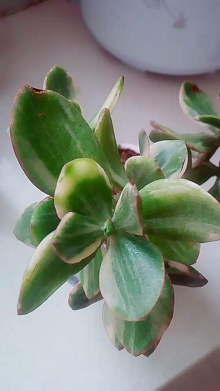 玉树锦