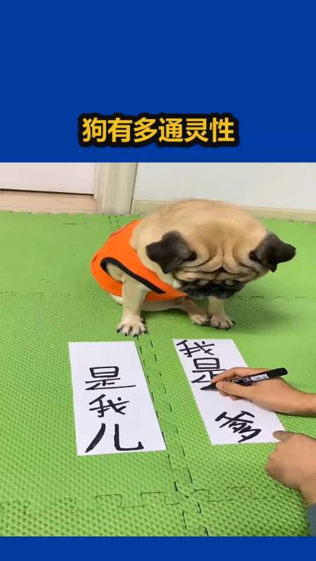 我要上热门#狗子有多通人性?我怀疑它认识汉字!