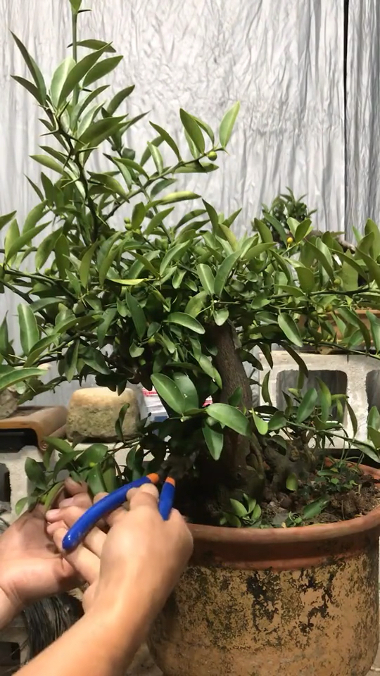金豆盆栽教程#熟桩剪枝