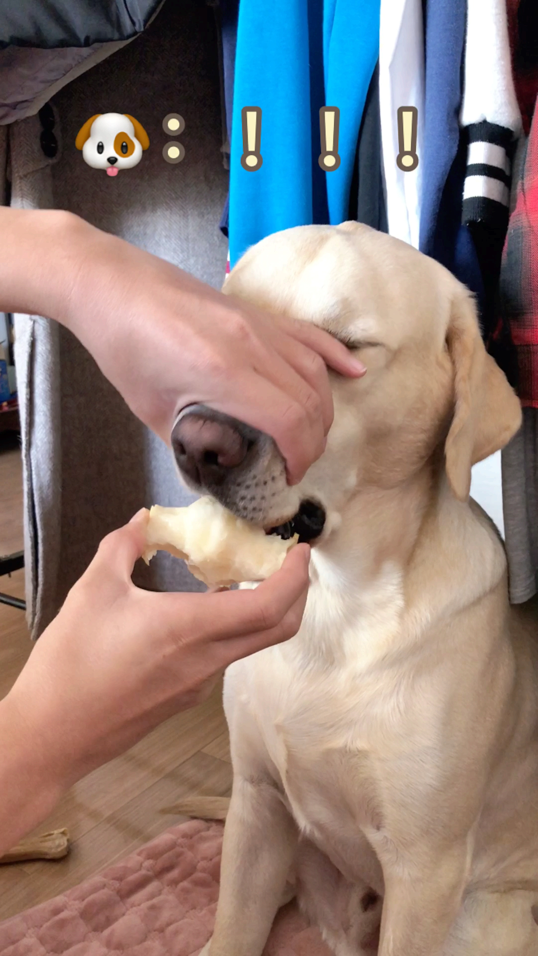 教狗狗如何啃梨轻松简单就学会!