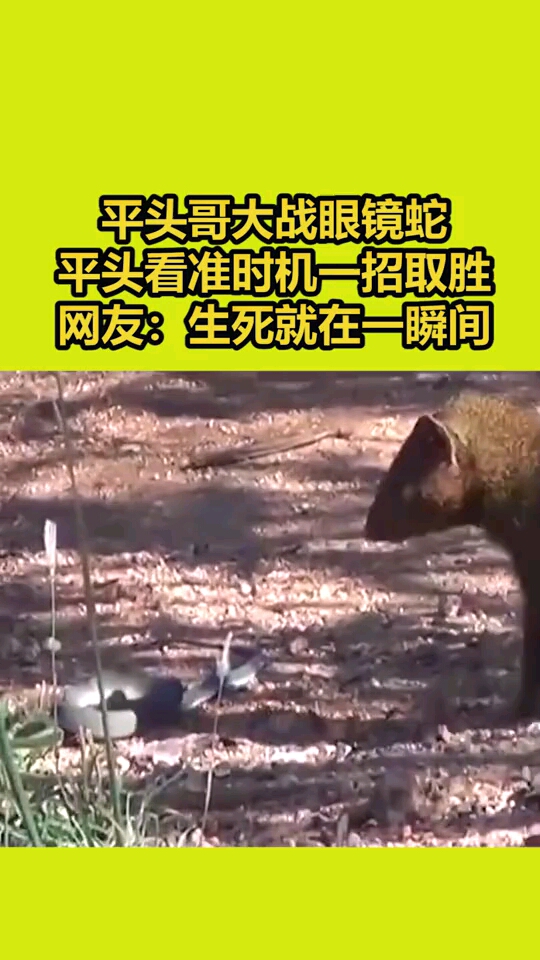 平头哥大战眼镜蛇平头看准时机一招取胜网友生死就在一瞬间