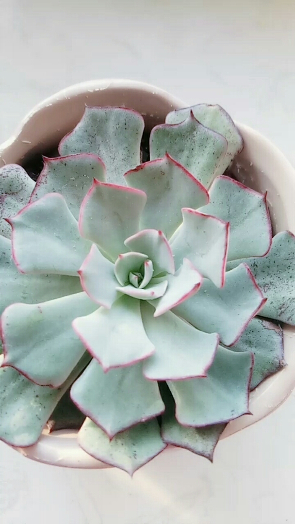 这颗是剑斯诺娃,多肉的品种太多了