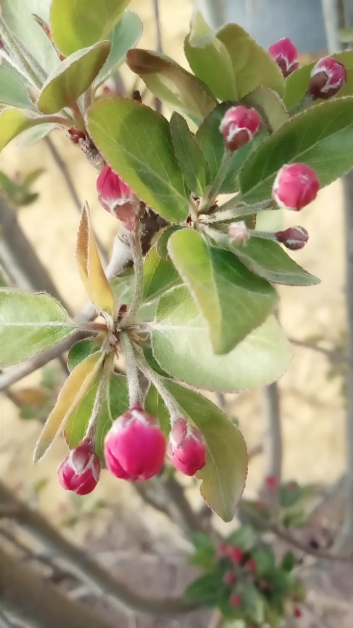 小小的红红火火的花花