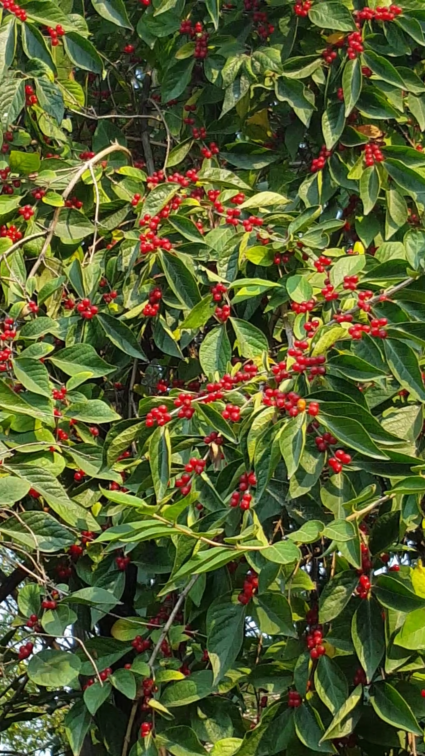 满树的红珍珠果子太漂亮了