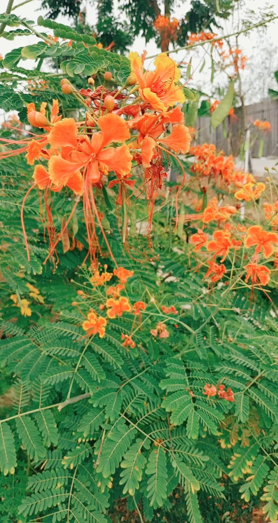 花花草草#黄金凤.