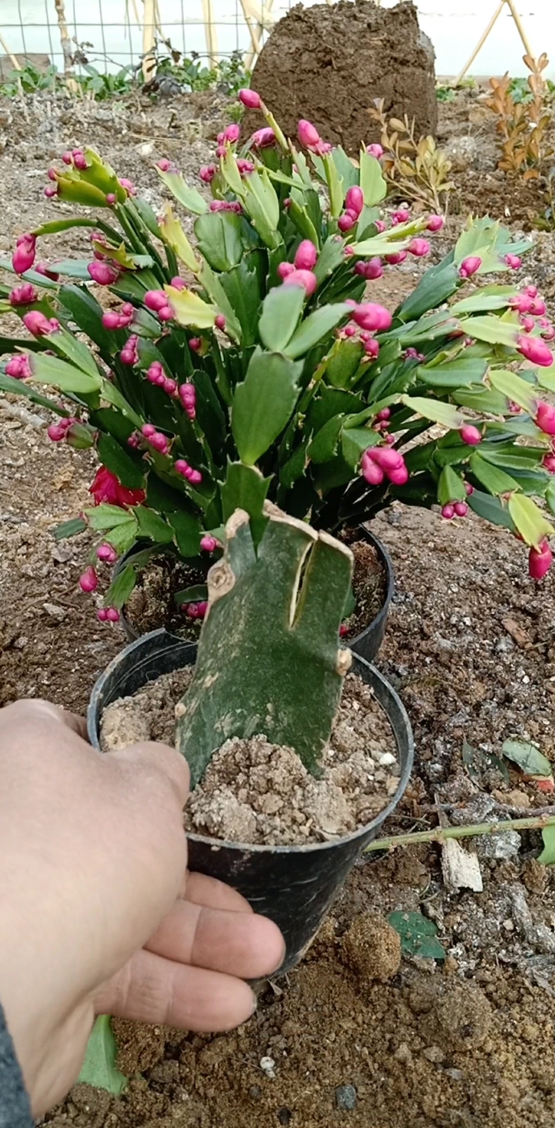 嫁接高手#火龙果嫁接蟹爪兰技术,成活率百分之百