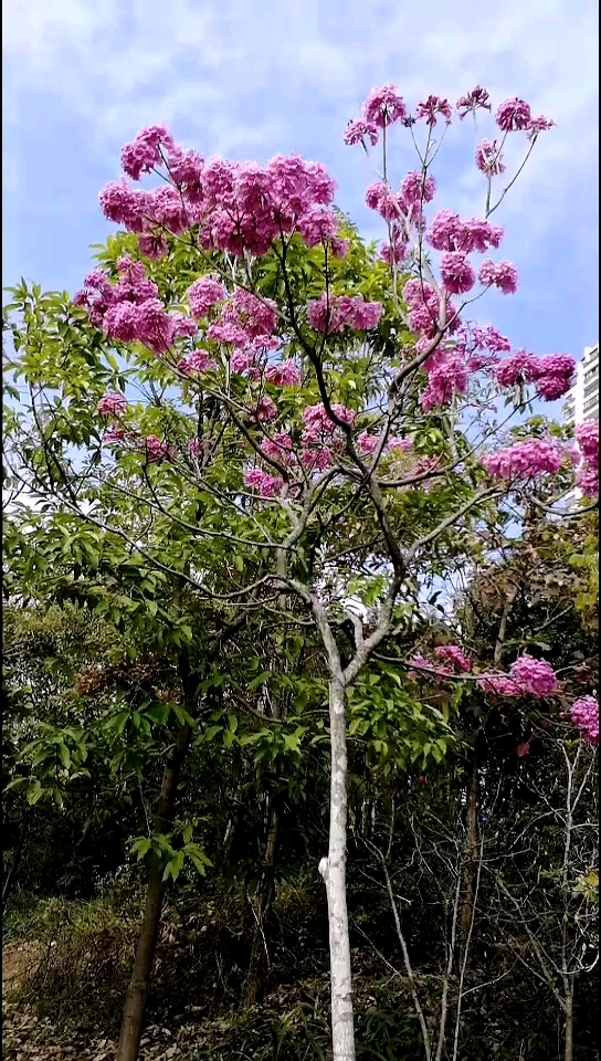 東江公園～～鳳鈴木花開朵朵