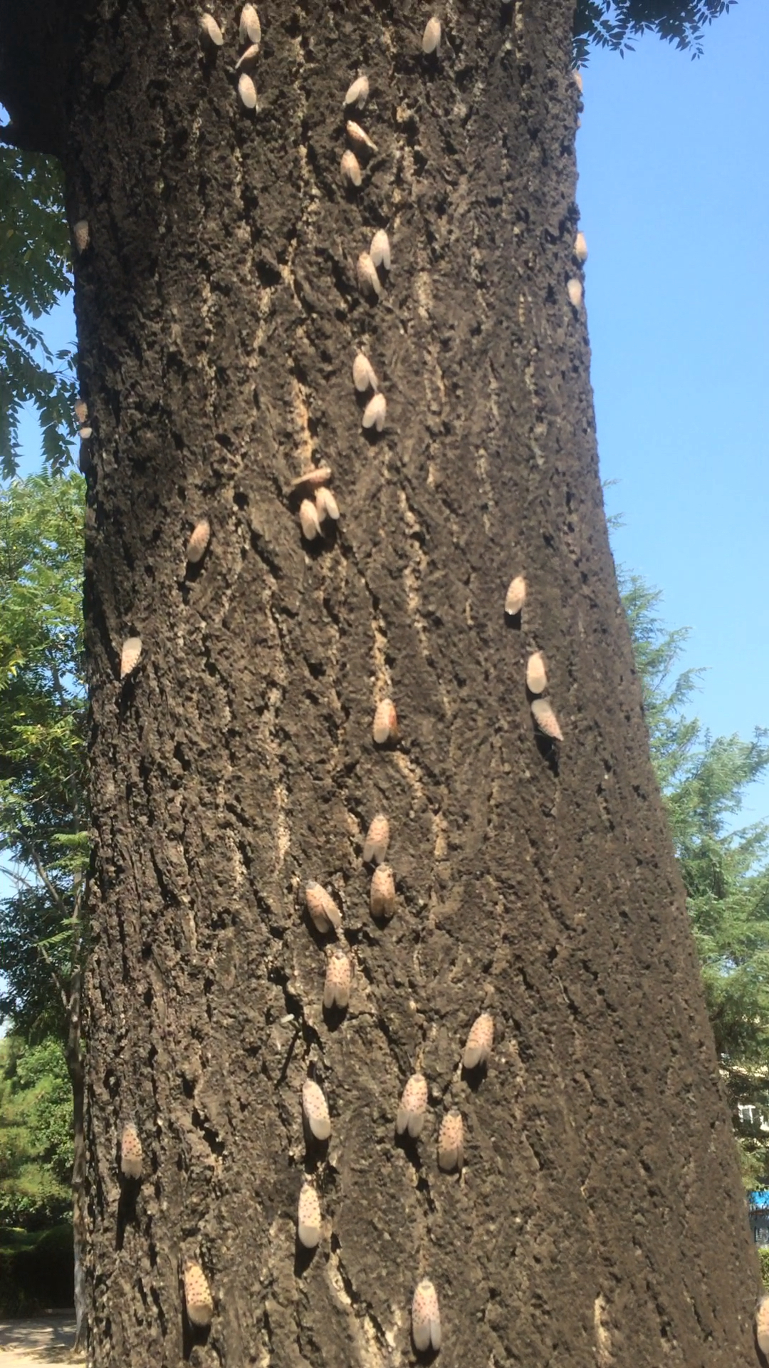 神宠来袭#好多花蹦蹦