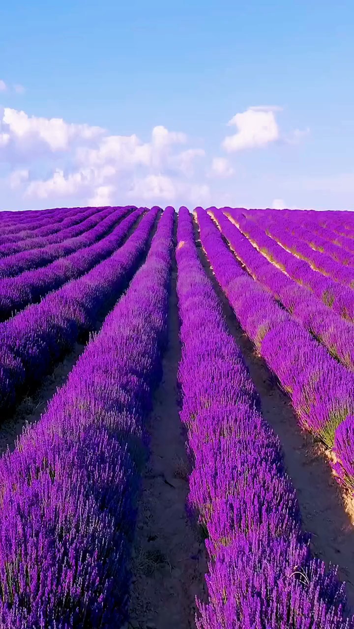 新疆伊犁薰衣草已花开成海