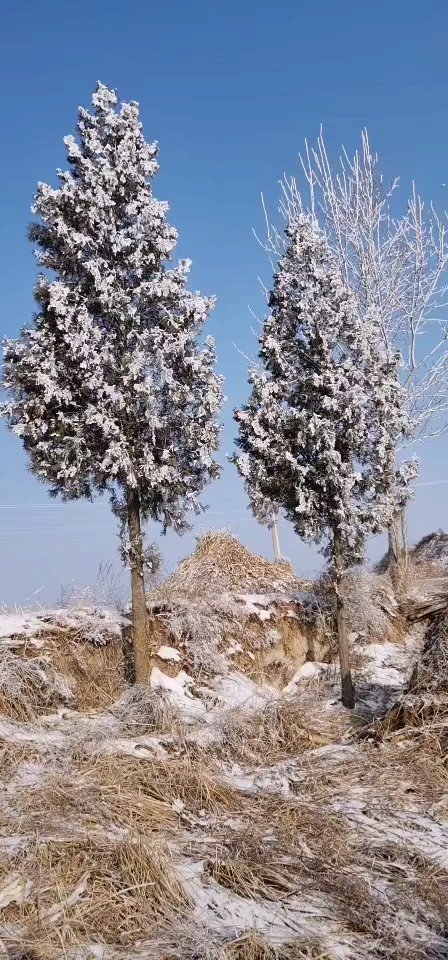 甘肃庆阳下雪图片图片