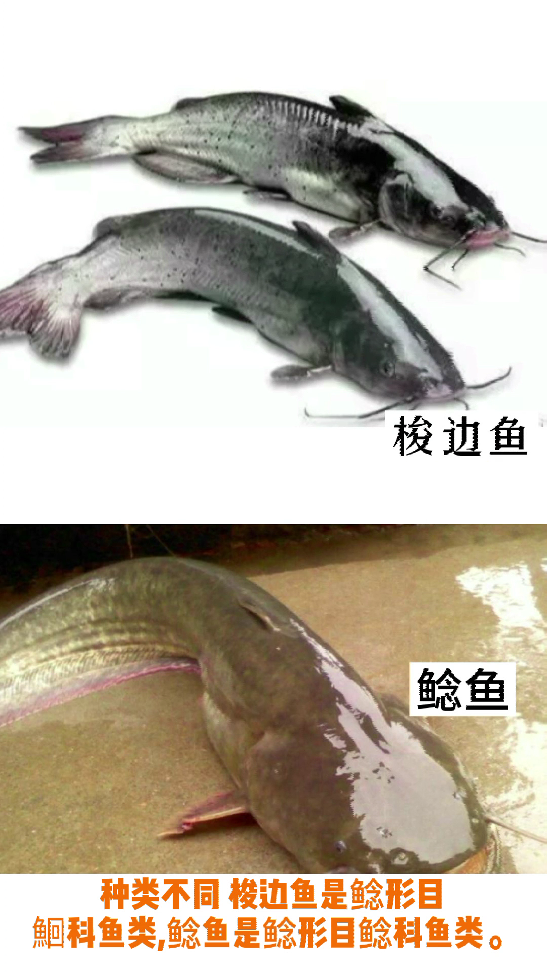 梭边鱼和鲶鱼区别图
