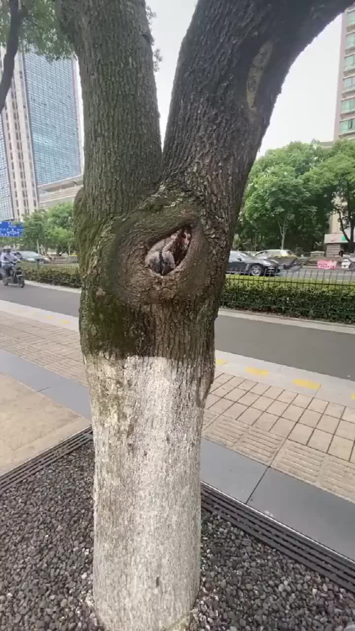 突然发现树上不对劲,凑近一看,真是高手在民间!