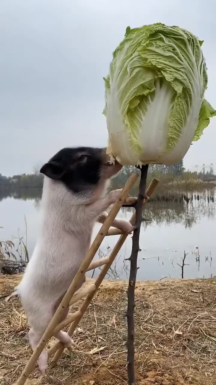 小猪吃白菜图片高清图图片