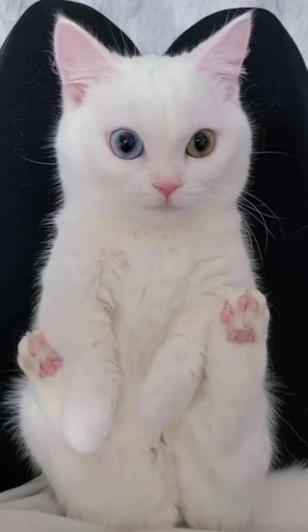 听猫猫的话吧好好休息吧,不可以熬夜哟