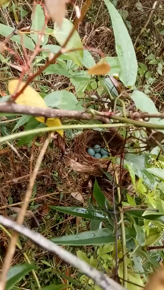 又来看画眉鸟窝了