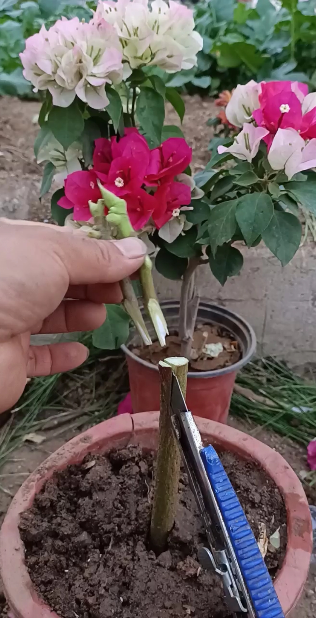 劳动最光荣#这样嫁接多色三角梅开花快