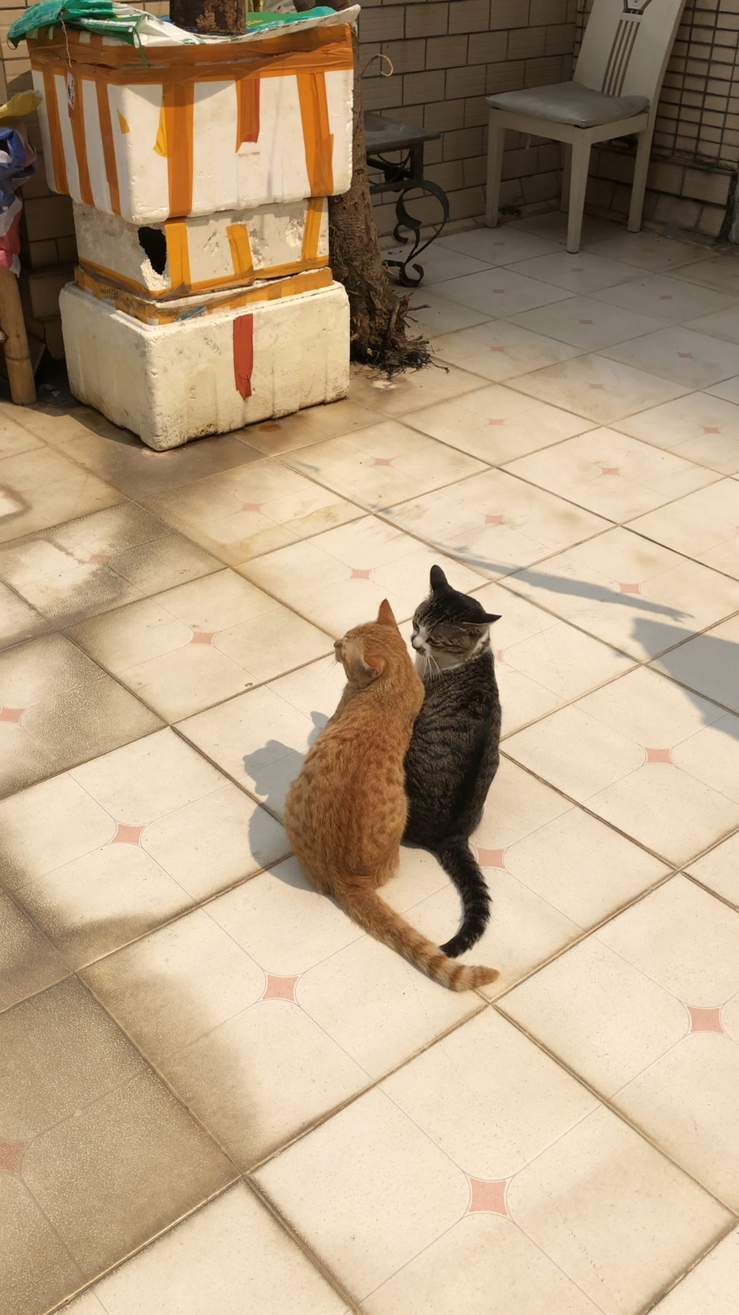 两只肥猫感情多好,在哪里都成双,成对对的.