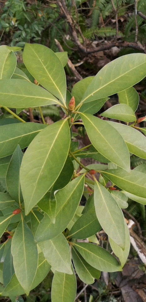 山上树林天然#主要价值 润楠树干雄伟挺拔,出材率高.