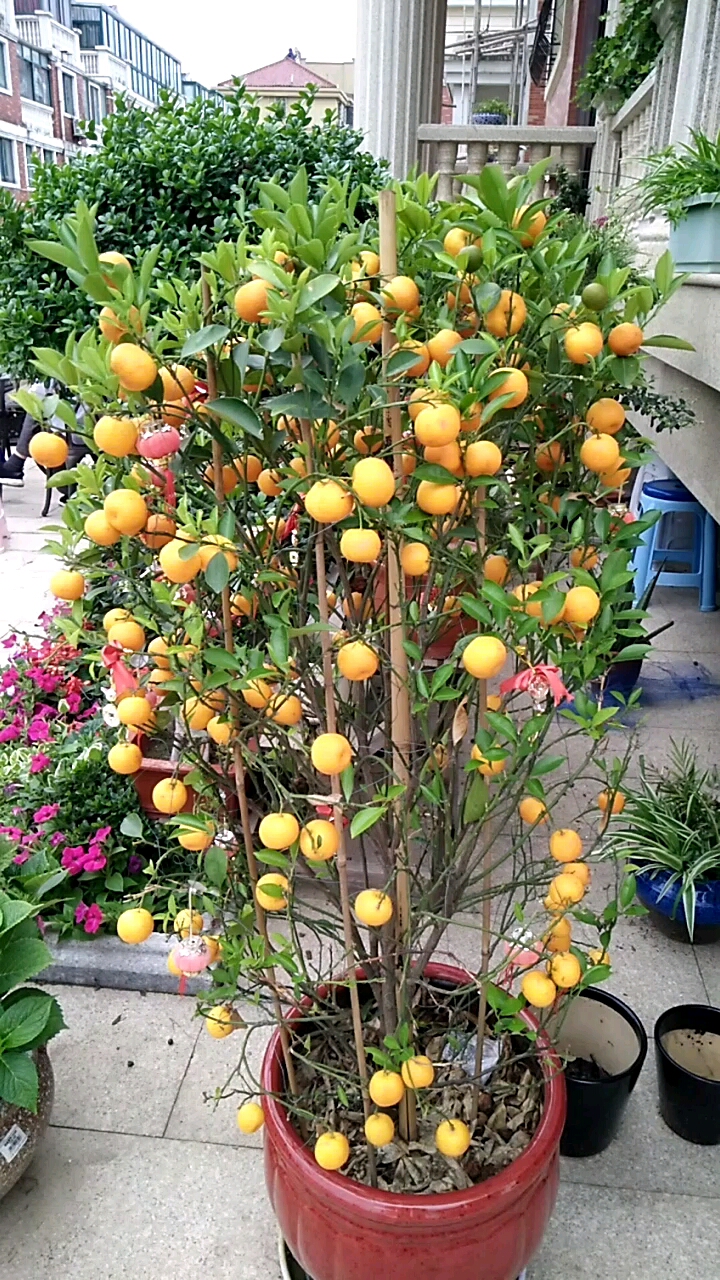 我的小花园#发财桔