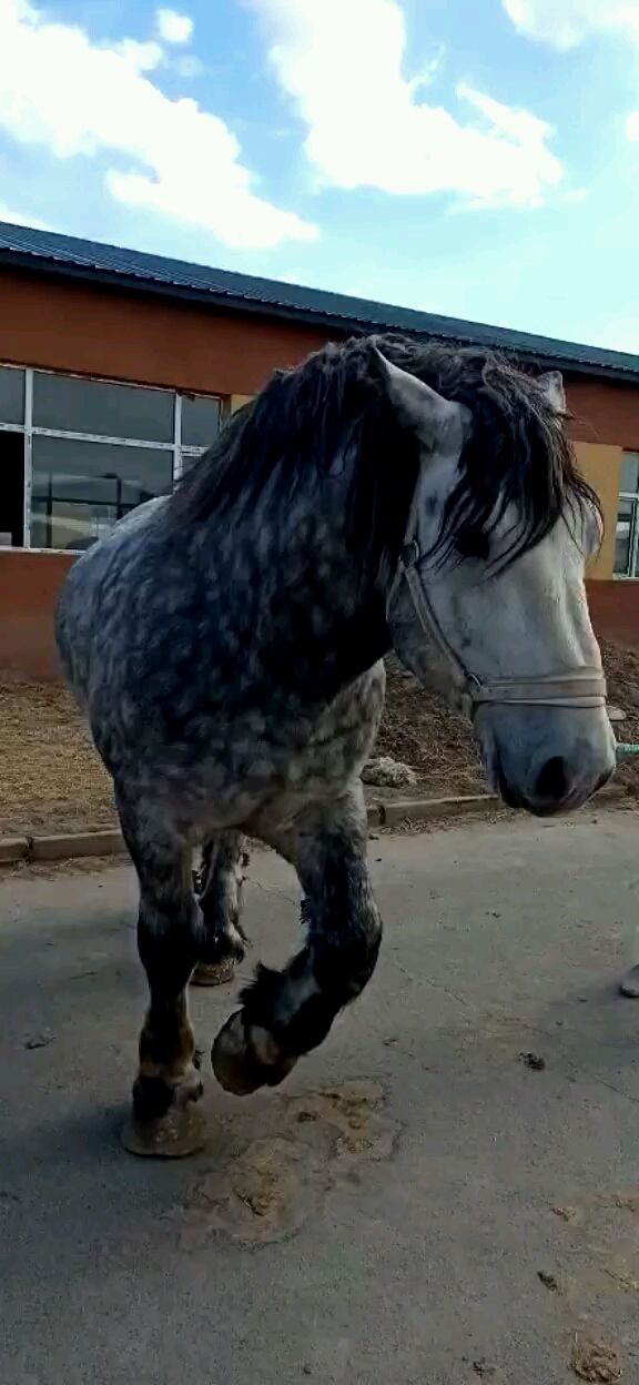 这匹马学名叫大宛驹,俗称跑不快,吃的肥.