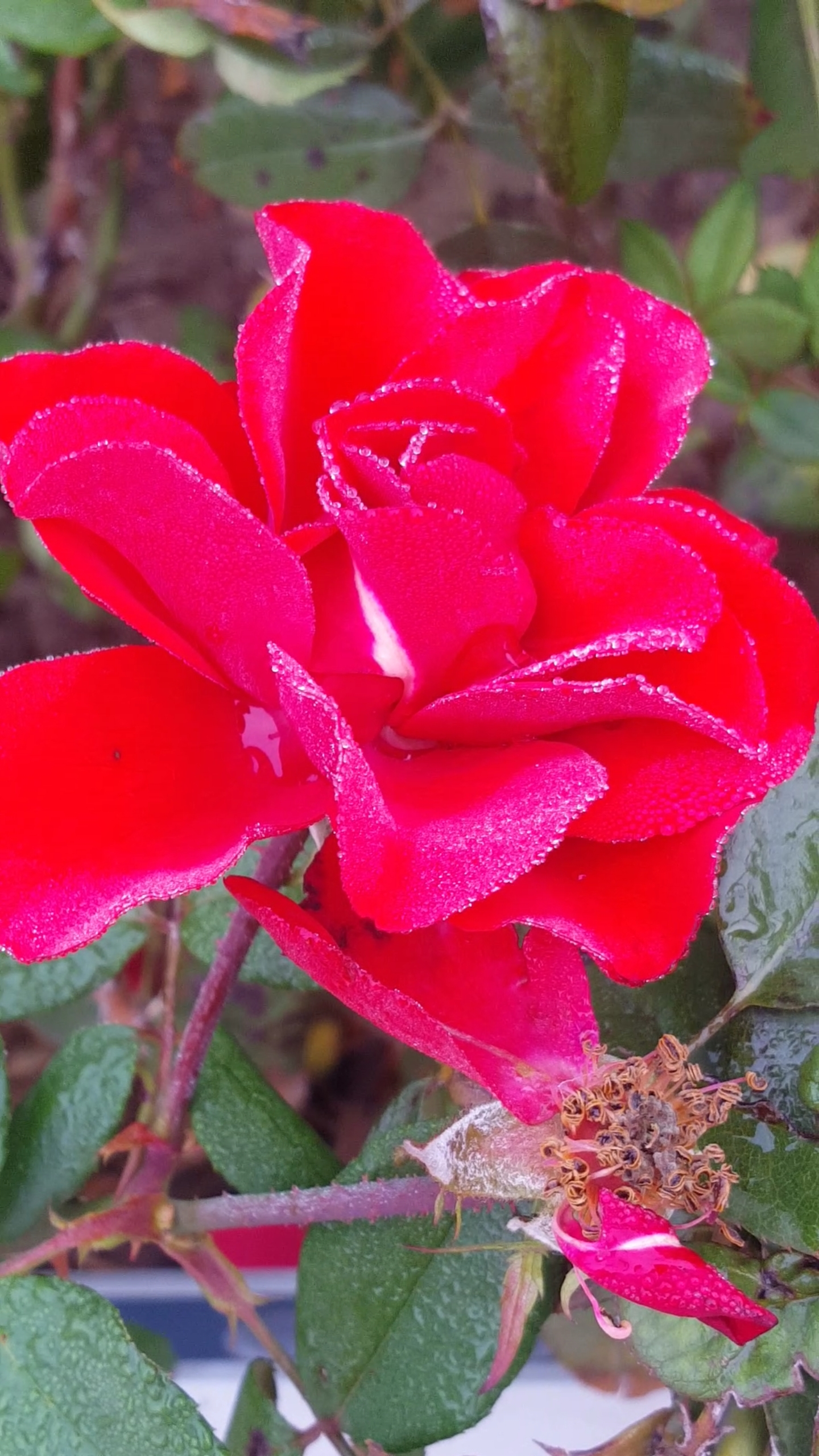 鲜艳夺目的红月季花