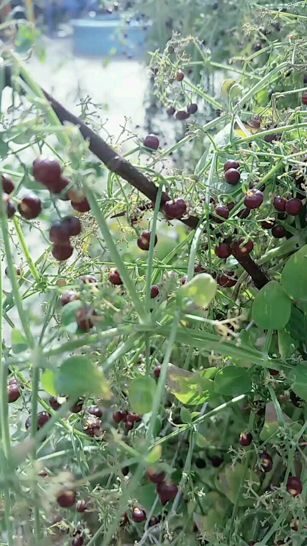 红的发紫的幸福果来啦!有赞必回!
