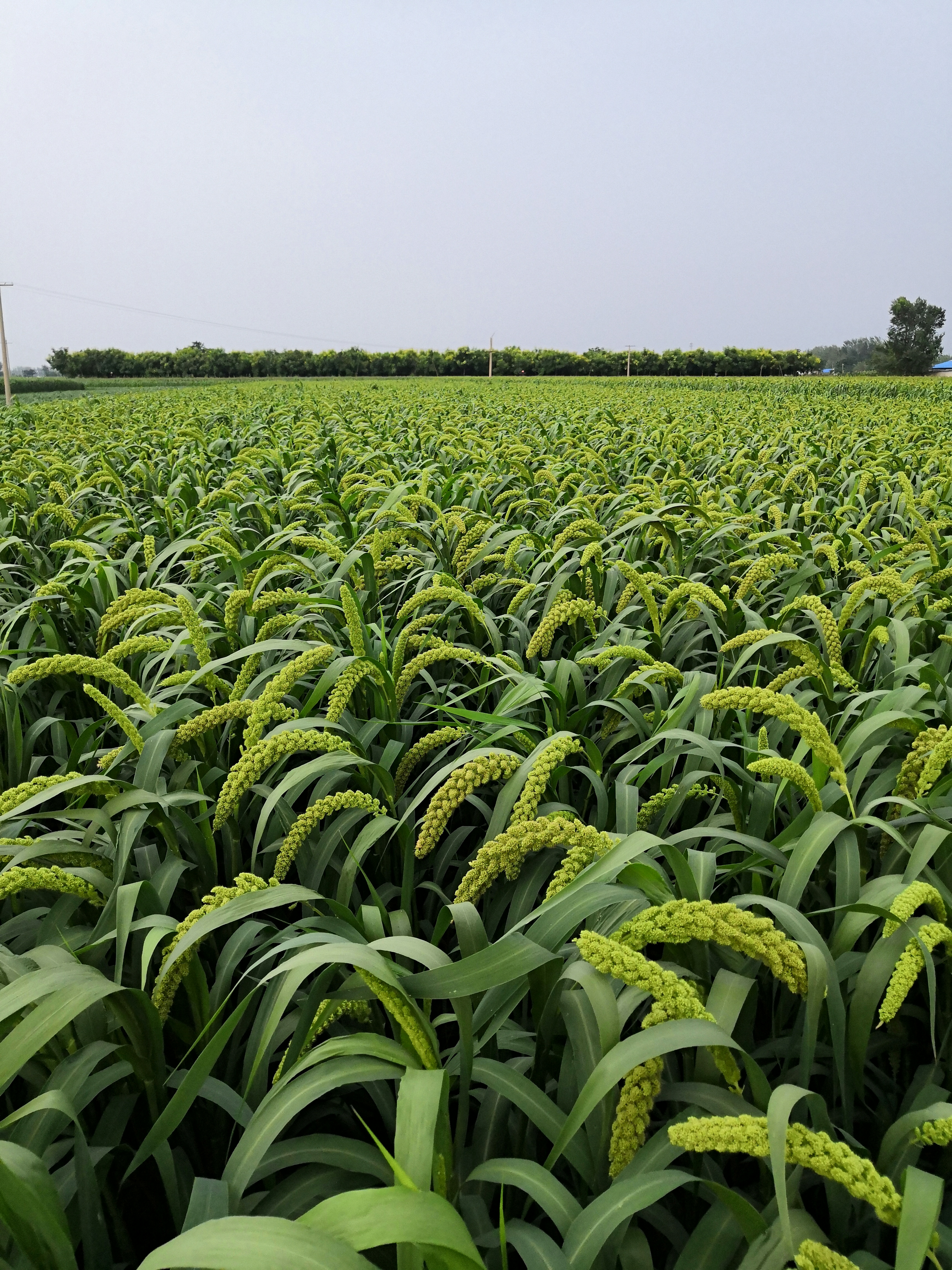 家乡特色美食#谷子小米很美好
