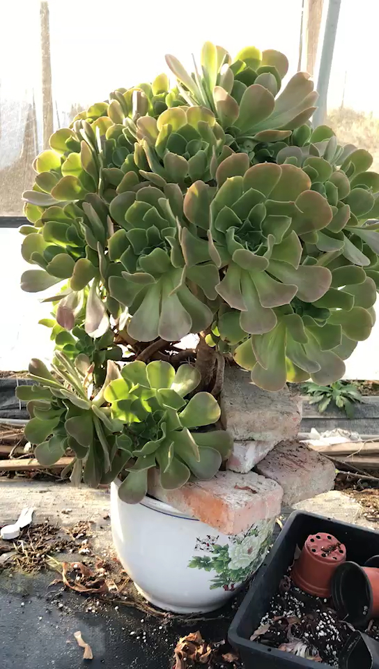 我的私藏景点#多肉,超级法师老桩