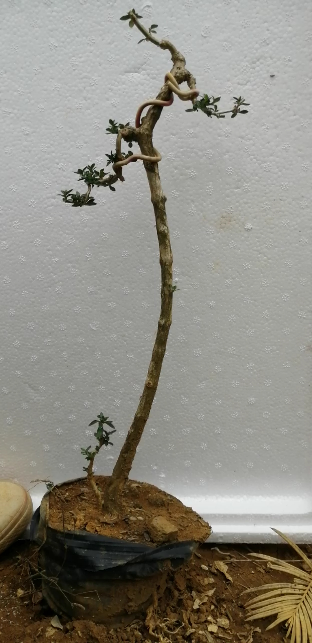 盆景素材小苗#文人式六月雪素材