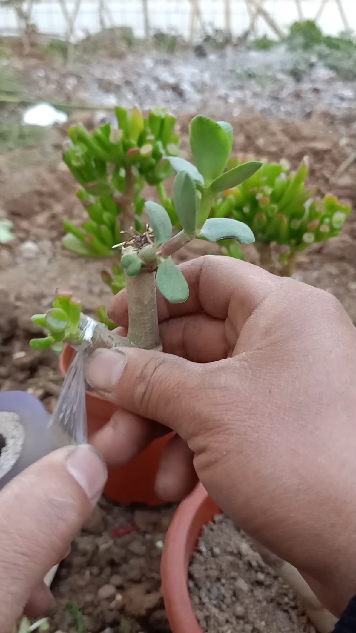 嫁接高手#玉树嫁接吸财树技术,一般人嫁接不活,你怎么看?-度小视