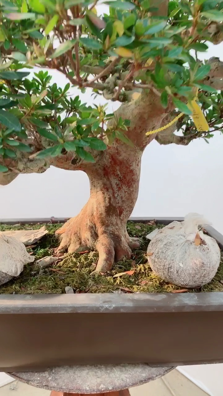 千奇百怪盆景桩#日本杜鹃盆景珍山