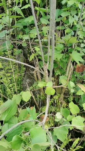 认识中草药#植物名叫白龙须,又叫八角枫-度小视