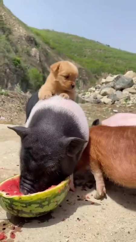 萌宠西瓜猪八戒吃西瓜宠物猪猪八戒背媳妇挑战吃西瓜
