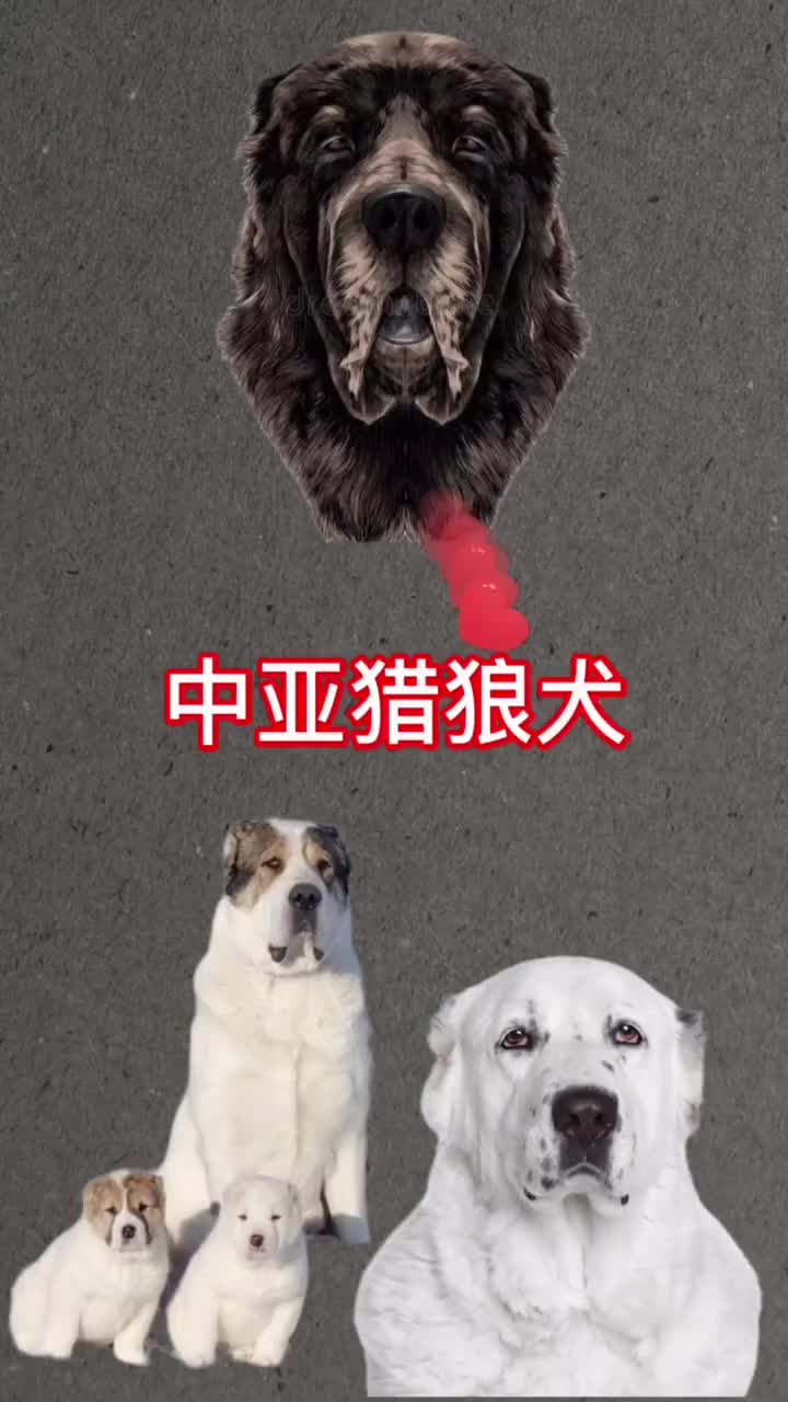 中亚牧羊犬长200斤的大型猛犬你见过吗