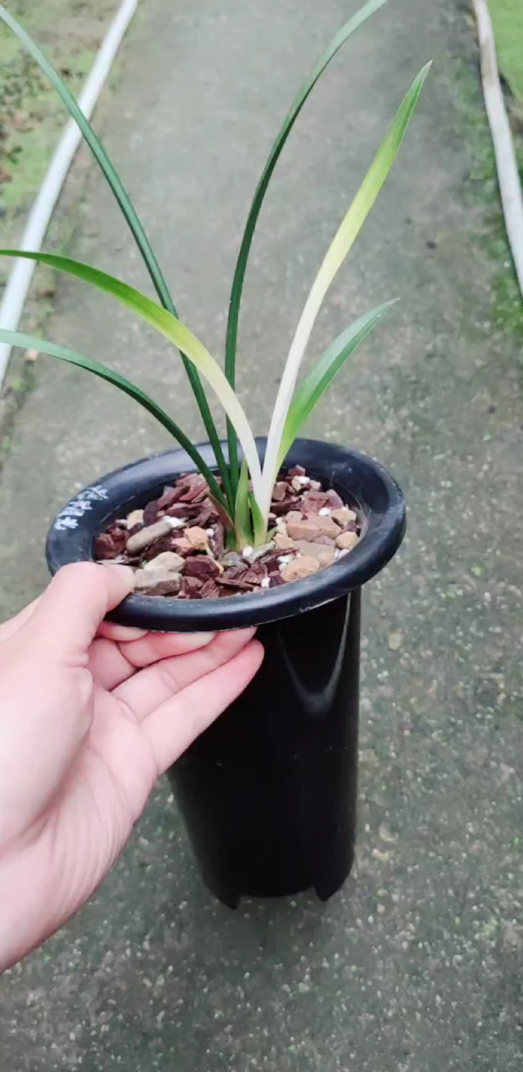 兰花小站#建兰 白花白芽 北极光 有喜欢的吗?-度小视