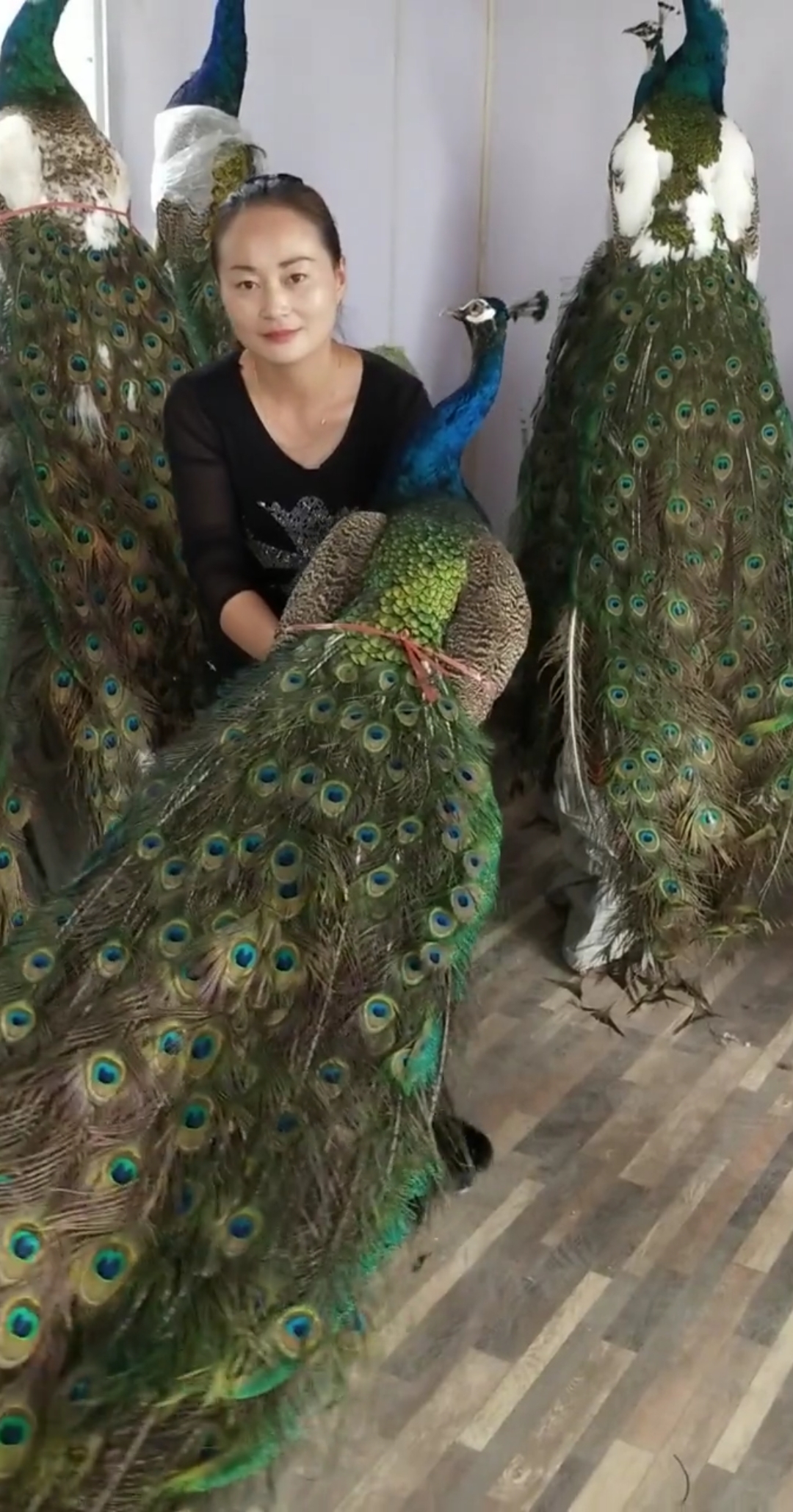 孔雀达人#进来看败家娘们的大扫把   她老公已经气晕啦  哎